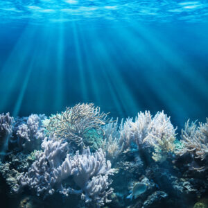 Crowdfunding for a new Coral Reefs