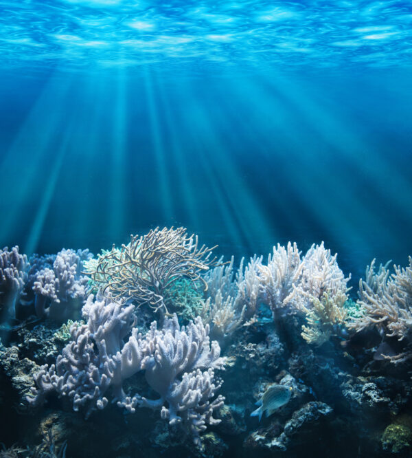 Crowdfunding for a new Coral Reefs