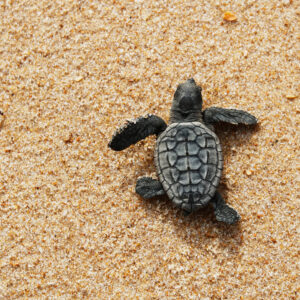 Adopt a baby turtle