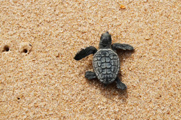 Adopt a baby turtle