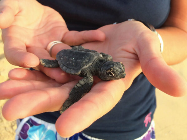 Adopt a baby turtle