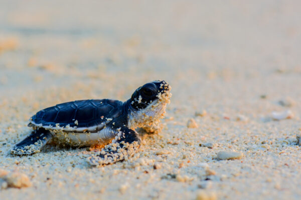 Adopt a baby turtle