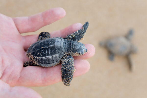 Adopt a baby turtle