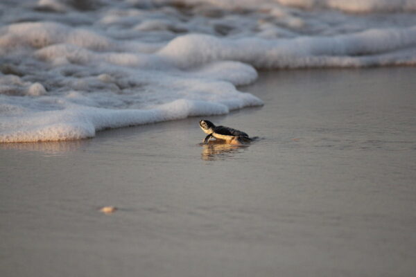 Adopt a baby turtle