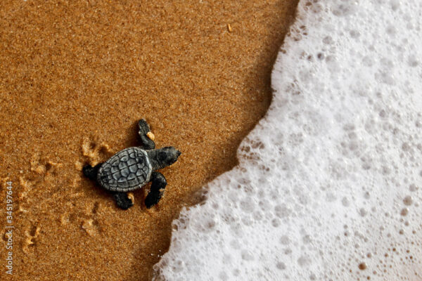 Adopt a baby turtle